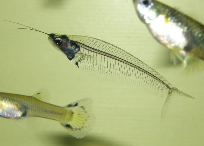 So sánh cá thủy tinh khác gì cá thường dễ nhận biết