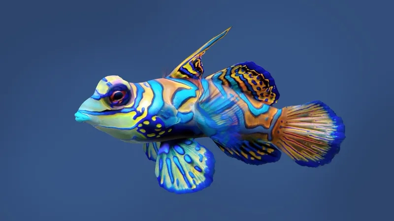 Ngắm cá trạng nguyên đẹp nổi bật trong bể thủy sinh