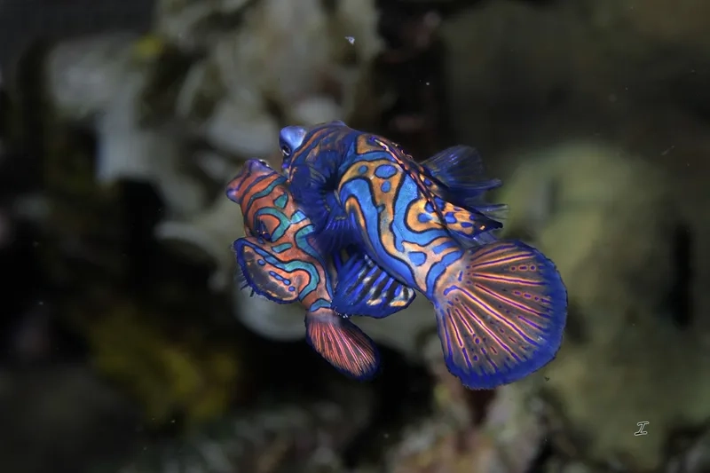 Tạo hình nền cá trạng nguyên ấn tượng cho màn hình