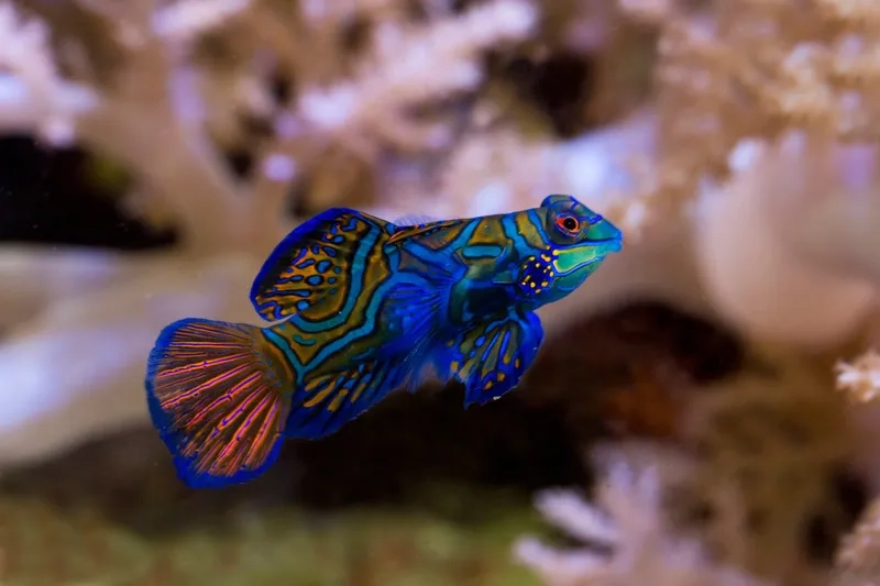 Thưởng thức ảnh cá trạng nguyên đẹp tự nhiên và tinh tế