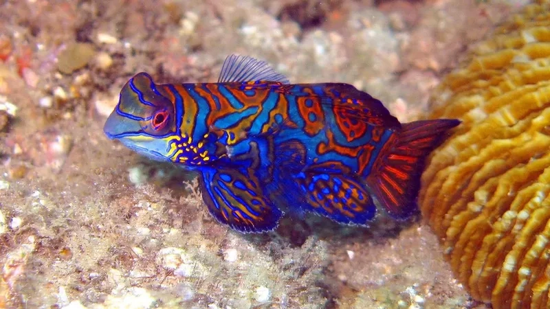 Chiêm ngưỡng ảnh trạng nguyên HD sắc nét từng chi tiết