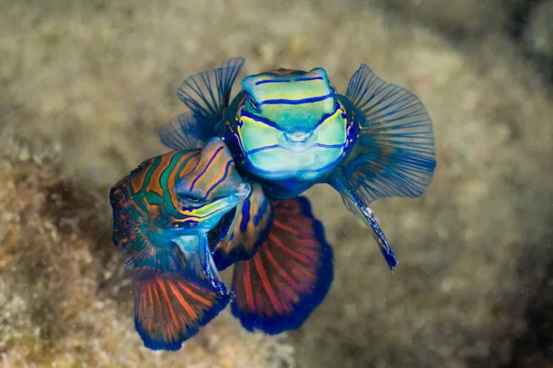 Tham khảo giá cá trạng nguyên để chọn loại chất lượng