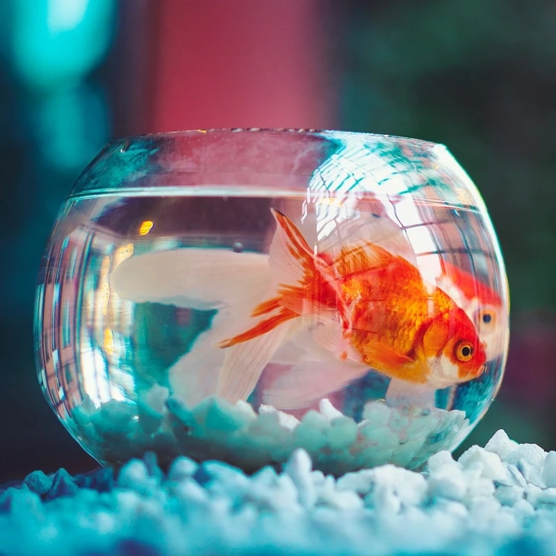 Ngắm cá vàng cảnh đẹp nổi bật hồ mini