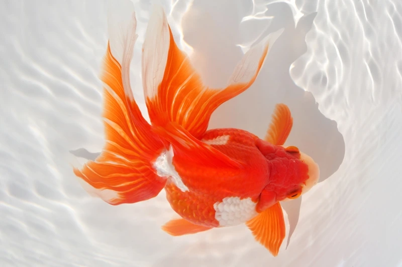 Trang trí nhà với cá vàng decor nhà ấn tượng