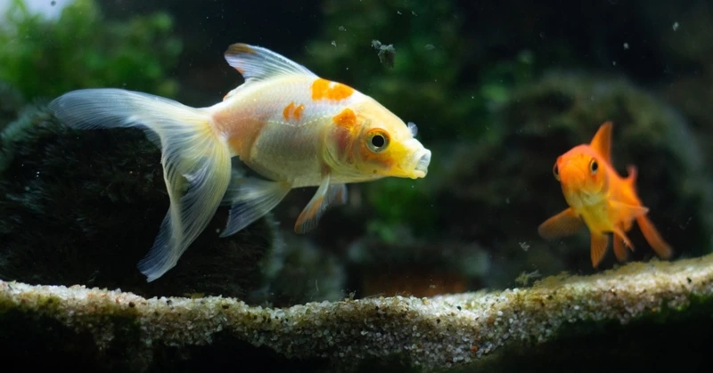 Thư giãn cùng cá vàng thư giãn nhẹ nhàng
