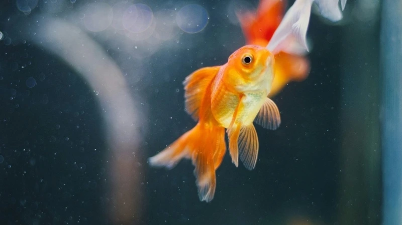 Ngắm cá vàng sinh động bơi uyển chuyển