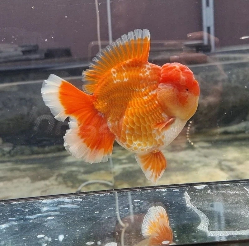 Chọn cá vàng oranda phong thủy hút tài lộc