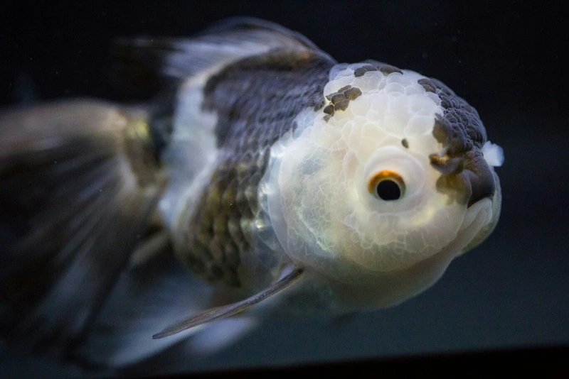 Chiêm ngưỡng cá vàng oranda đẹp lung linh hồ nuôi