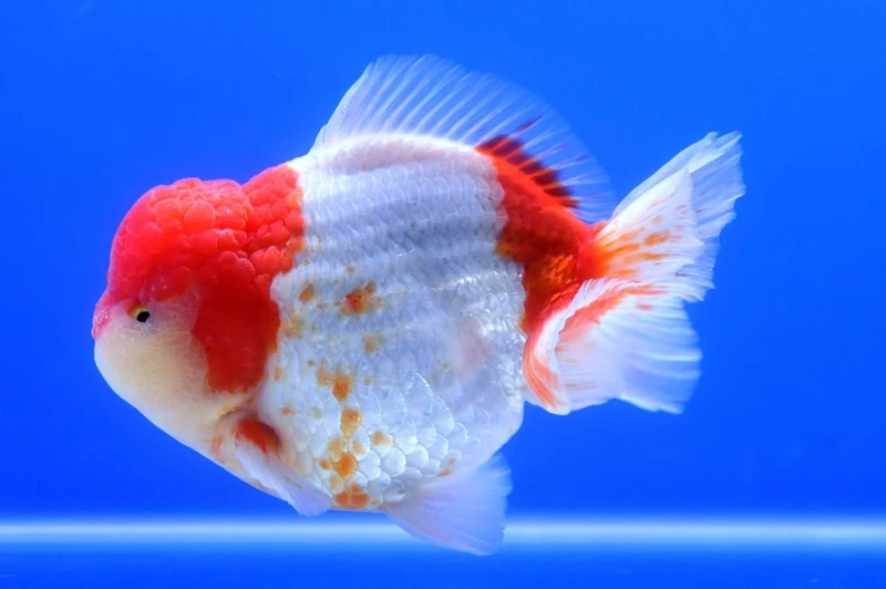 Chiêm ngưỡng cá vàng oranda đỏ trắng rực rỡ