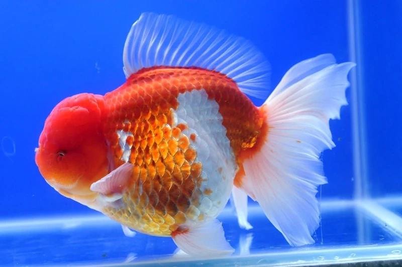 Săn cá vàng oranda đầu to sang trọng hồ mini