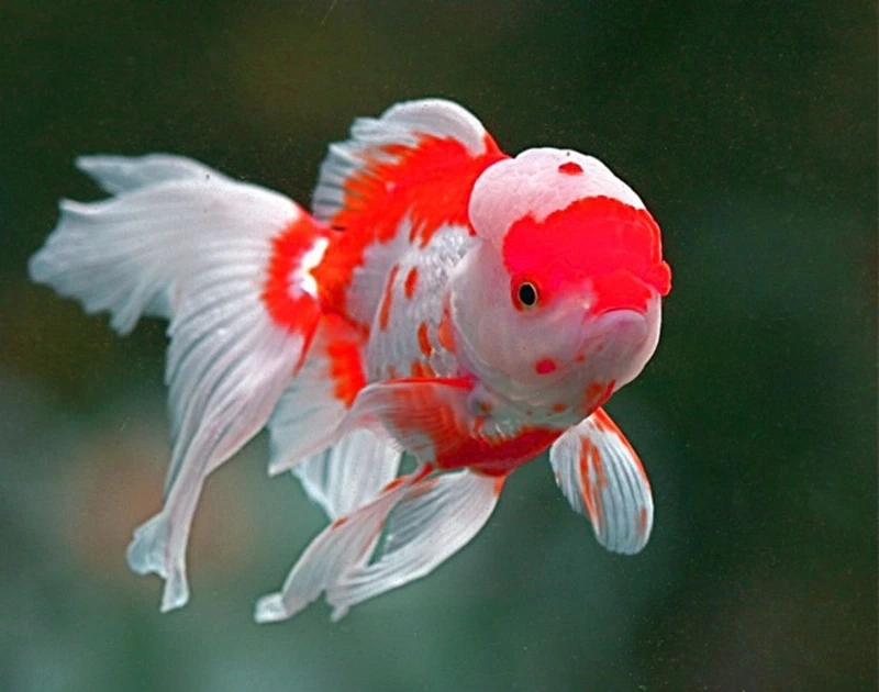 Ngắm cá vàng oranda đầu lân độc đáo và đẹp mắt