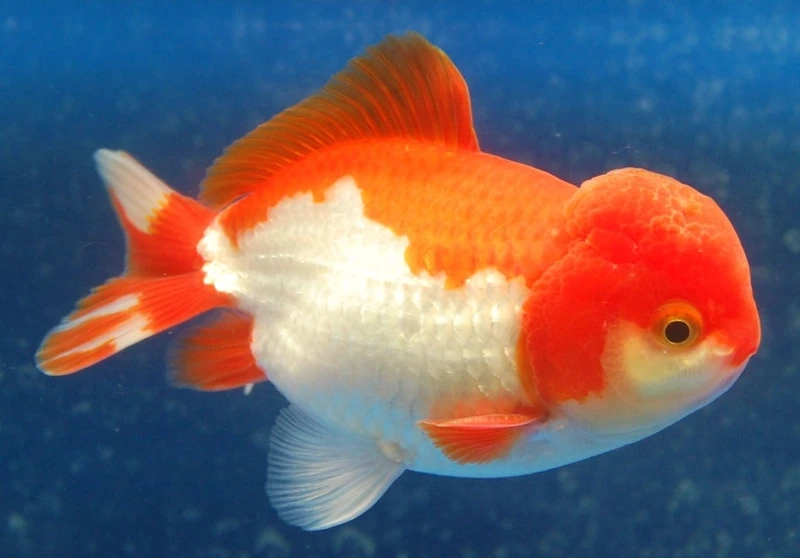 Ngắm cá vàng oranda full đỏ nổi bật trong bể