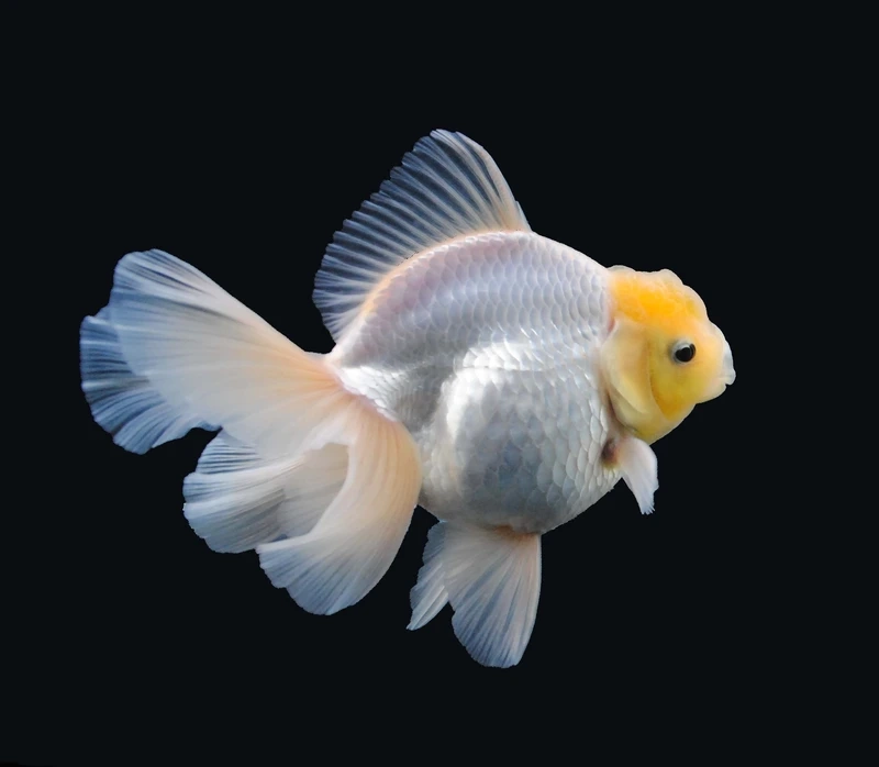 Sở hữu cá vàng oranda trắng tinh tế và đẹp