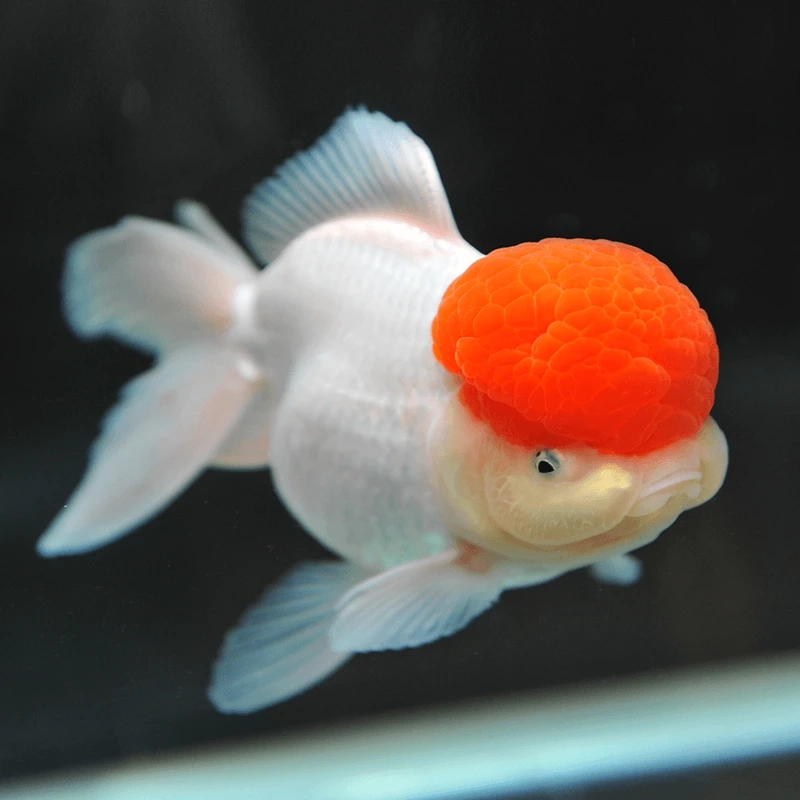 Ngắm cá vàng oranda bơi đẹp uyển chuyển hồ mini