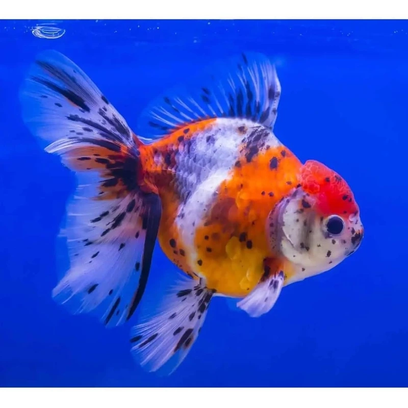 Chọn cá vàng oranda sang trọng đẳng cấp bể nuôi