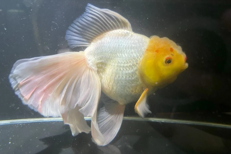 Ngắm cá vàng oranda đáng yêu dễ thương 