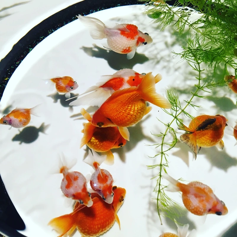 Đặc điểm nổi bật của cá Vàng Ping Pong thu hút người chơi