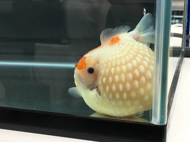 Chiêm ngưỡng cá Vàng Ping Pong dễ thương bơi uyển chuyển