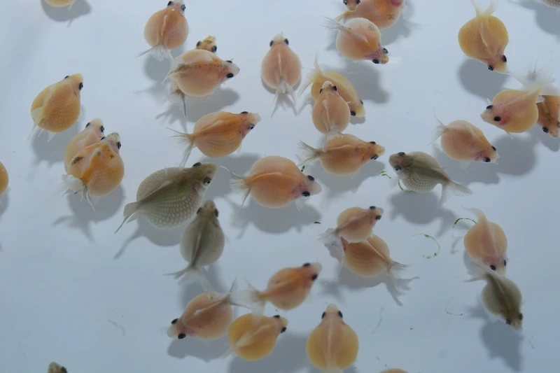 Sở hữu cá Vàng Ping Pong tròn dễ thương bể cá