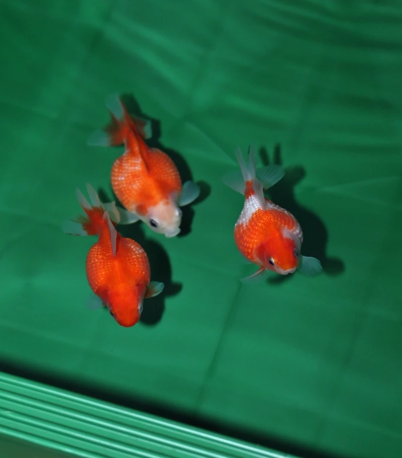 Nuôi cá Vàng Ping Pong mini dễ thương trong nhà