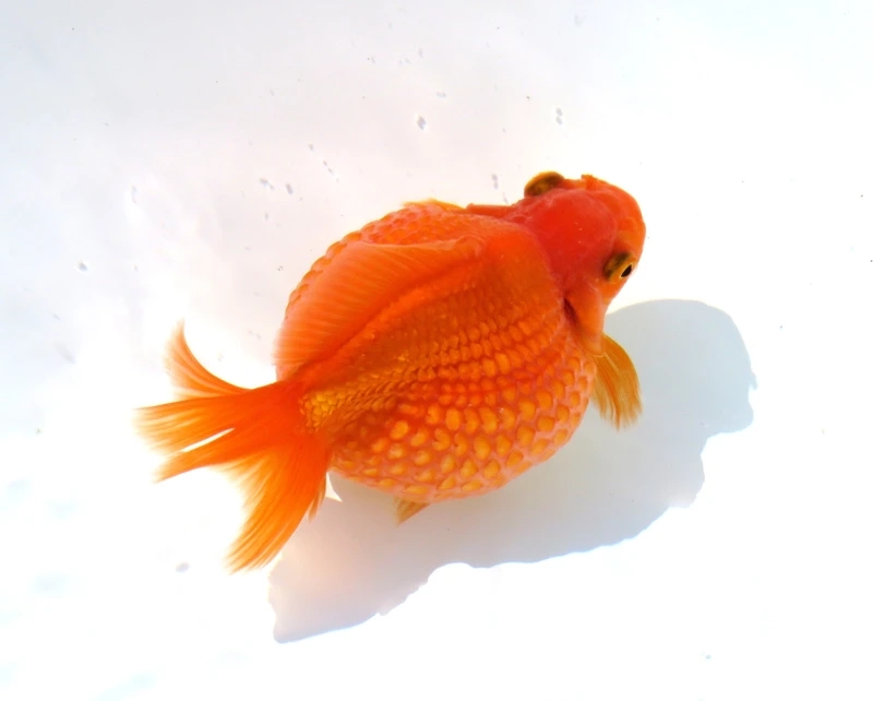 Ngắm cá Vàng Ping Pong màu đỏ nổi bật hồ mini