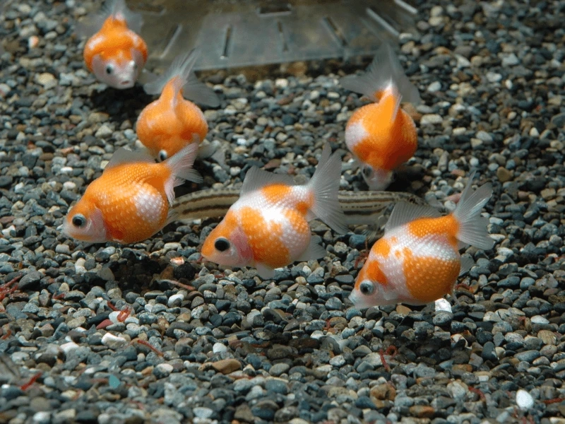 Ngắm cá Vàng Ping Pong bơi đẹp uyển chuyển hồ kính