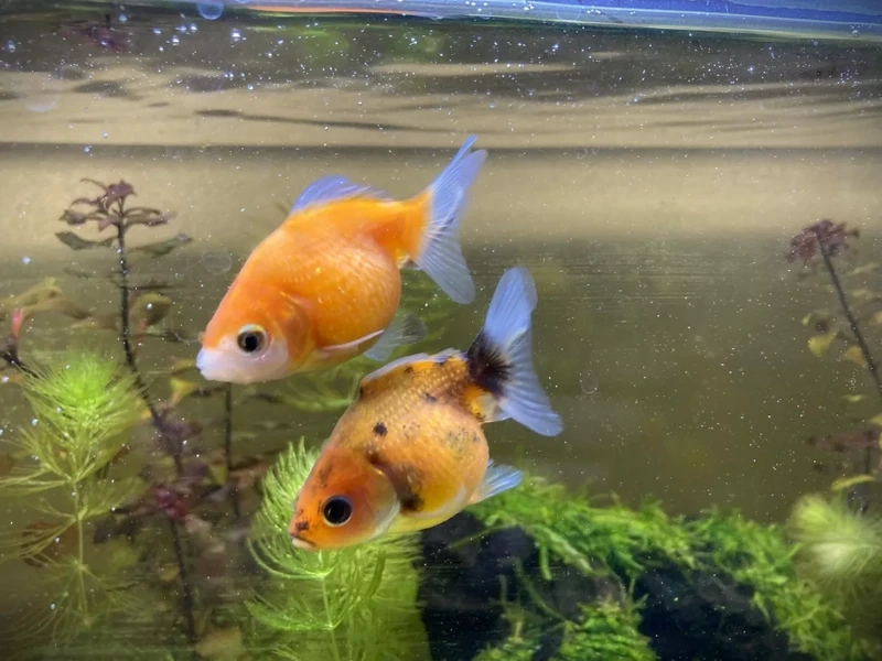Chọn cá Vàng Ping Pong màu cam rực rỡ bể nuôi