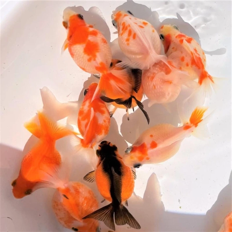 Trang trí cá Vàng Ping Pong trong hồ sinh động và đẹp