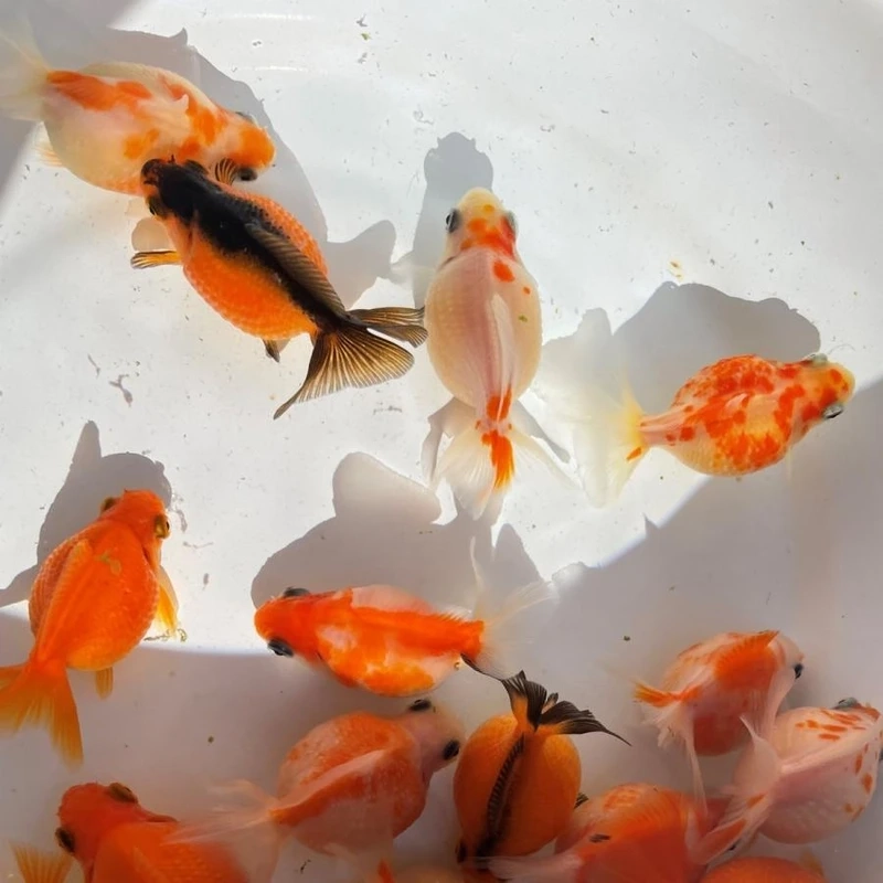 Chụp hình với cá Vàng Ping Pong chụp ảnh đẹp lung linh