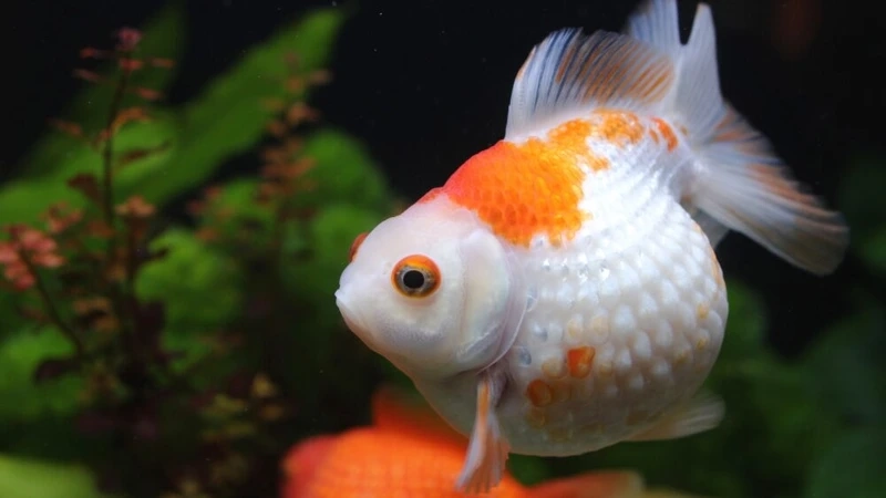 Ngắm cá Vàng Ping Pong may mắn mang tài lộc vào nhà