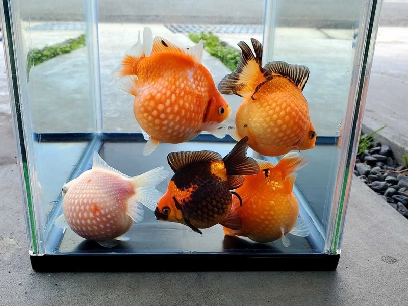 Trang trí cá Vàng Ping Pong hồ cá đẹp sang trọng