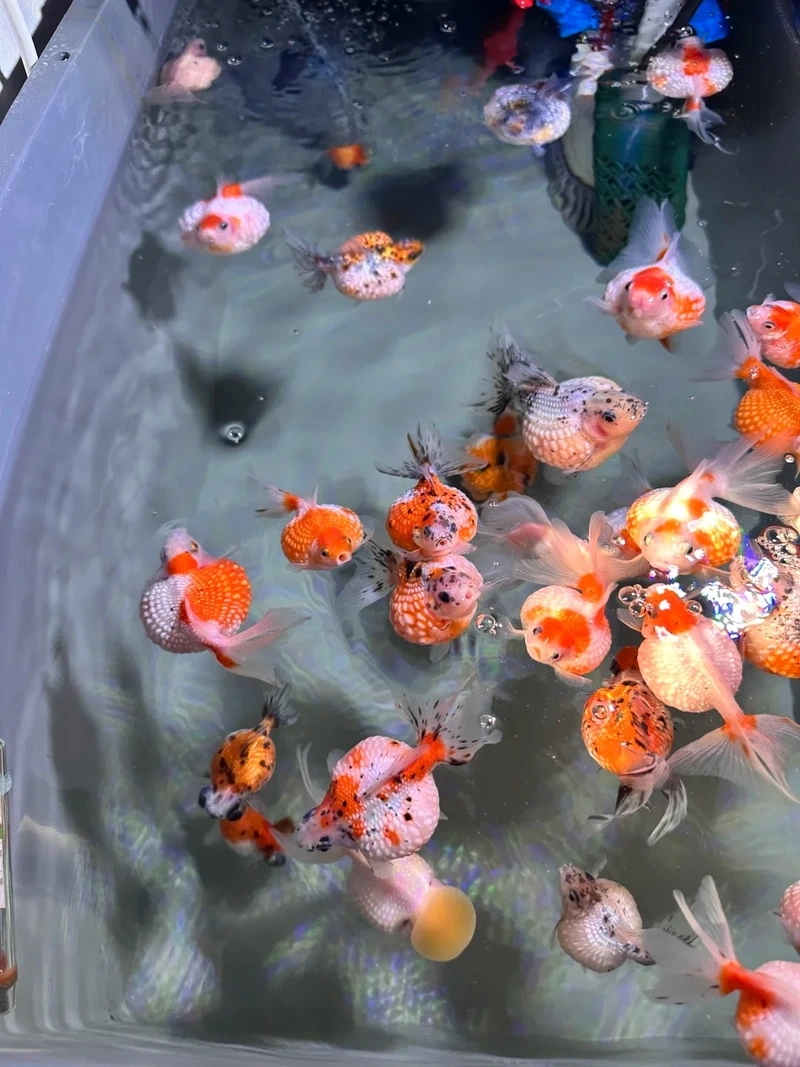 Ngắm cá Vàng Ping Pong sinh động bơi uyển chuyển hồ mini