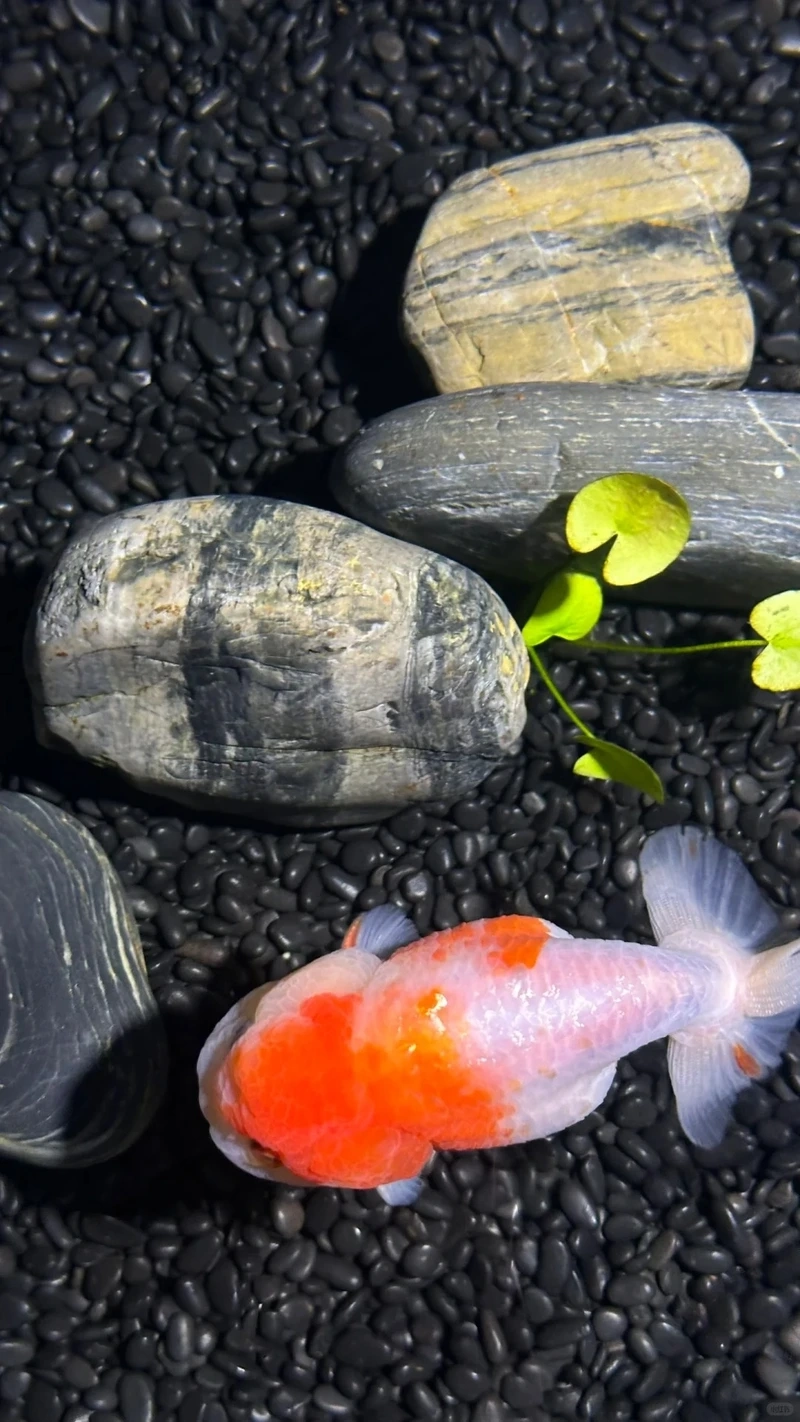 Đặc điểm nổi bật cá Vàng Ranchu