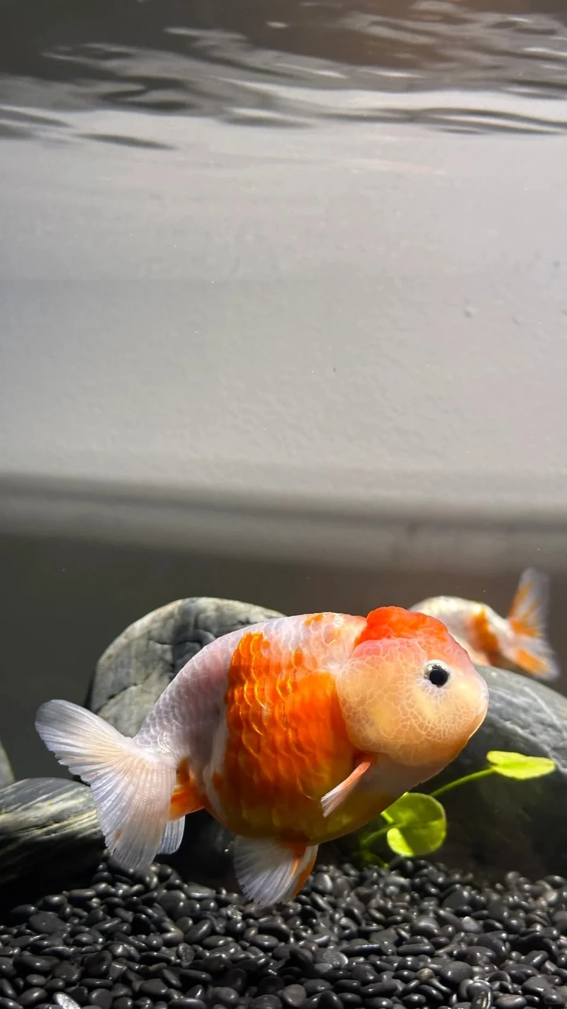 Ngắm cá Vàng Ranchu Nhật Bản độc đáo và tinh xảo