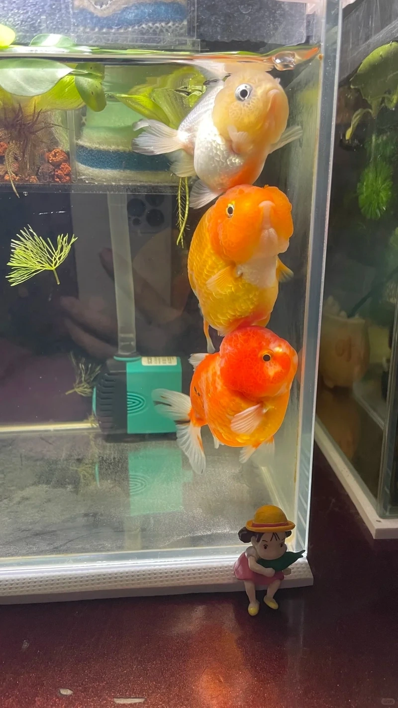 Ngắm cá Vàng Ranchu đầu u ấn tượng và độc lạ