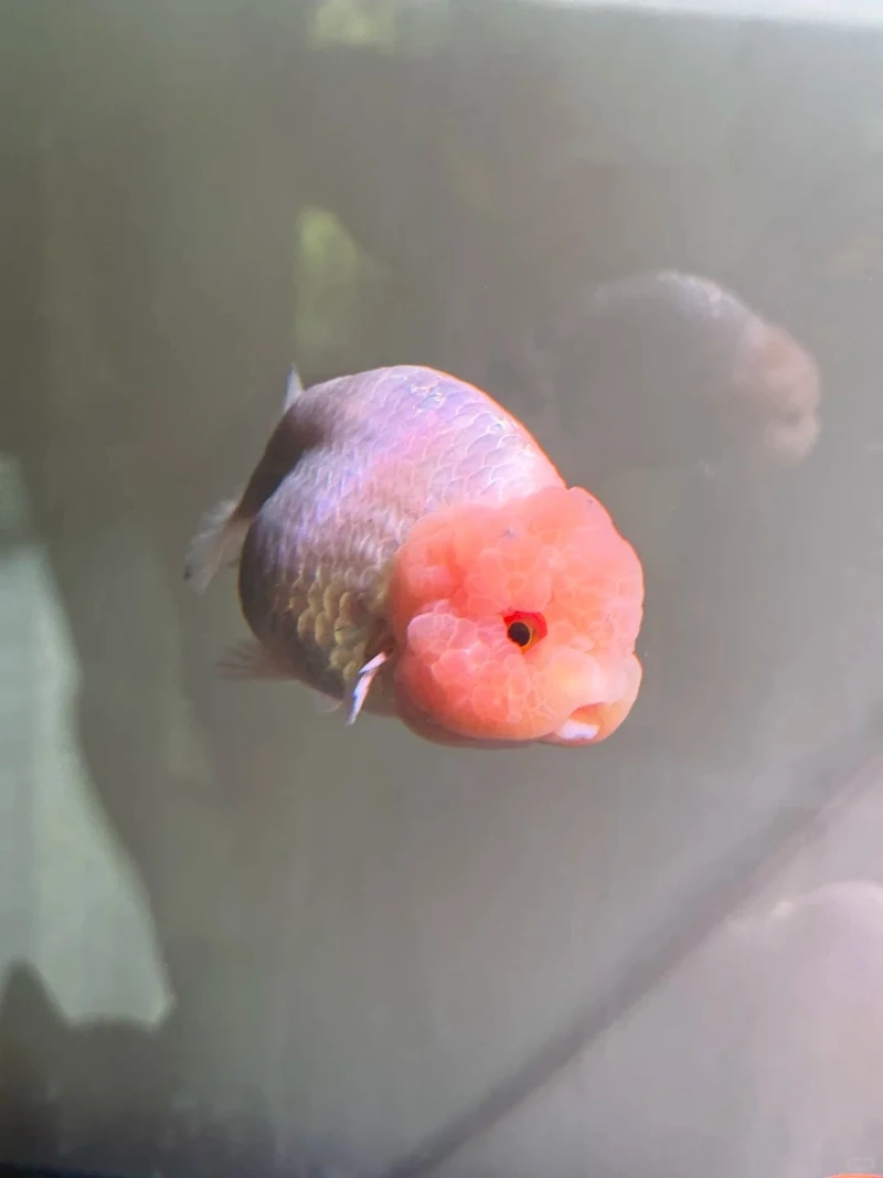 Chọn cá Vàng Ranchu dáng tròn đẹp mắt hồ mini