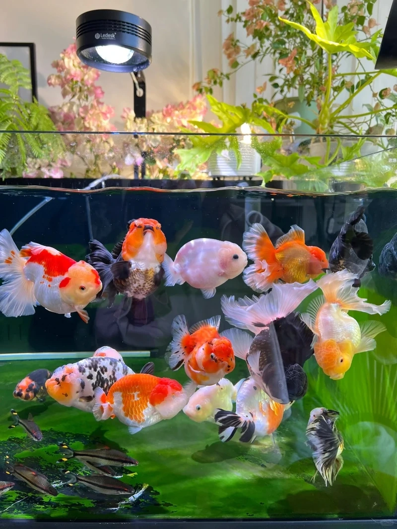 Ngắm cá Vàng Ranchu màu sắc đẹp rực rỡ hồ nuôi