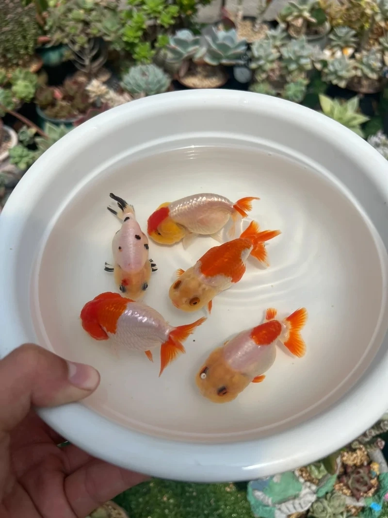 Nuôi cá Vàng Ranchu size nhỏ dễ dàng tại nhà