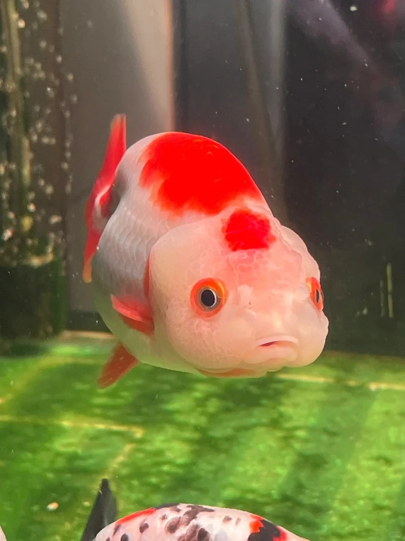 Chọn cá Vàng Ranchu size lớn ấn tượng và khỏe mạnh