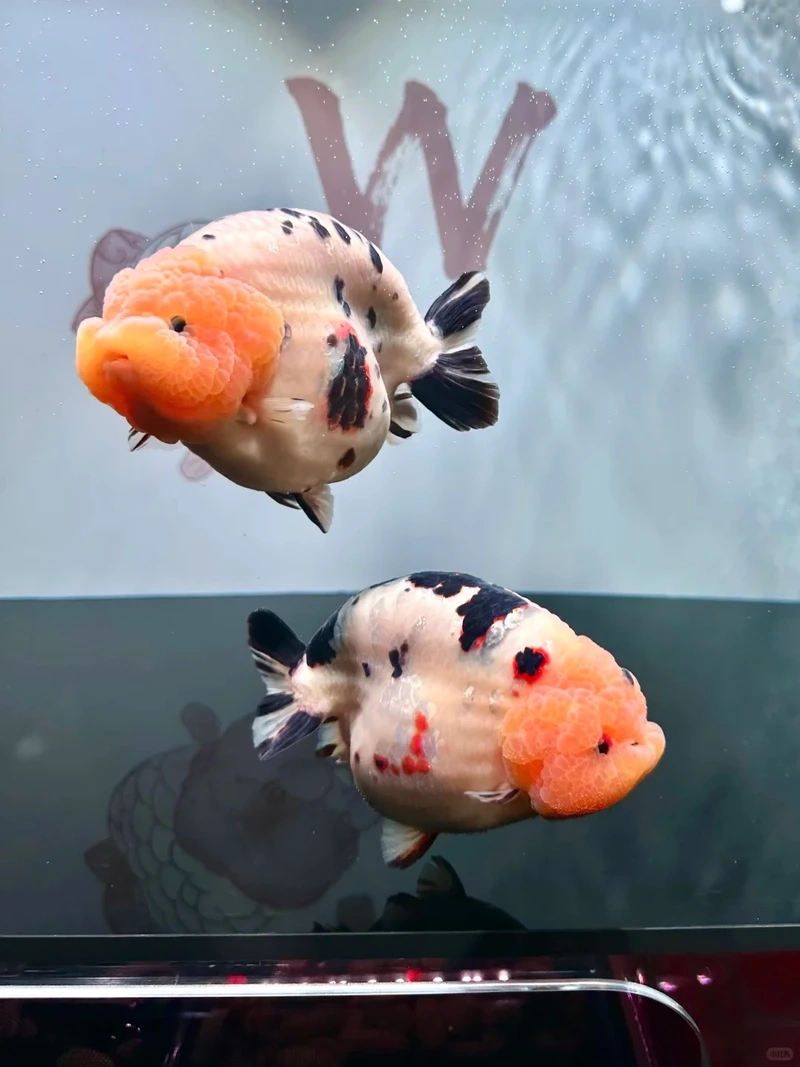 Trang trí cá Vàng Ranchu nuôi bể kính đẹp mắt