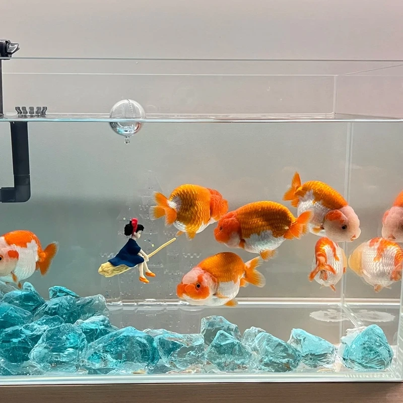 Ngắm cá Vàng Ranchu bơi chậm thư giãn và uyển chuyển