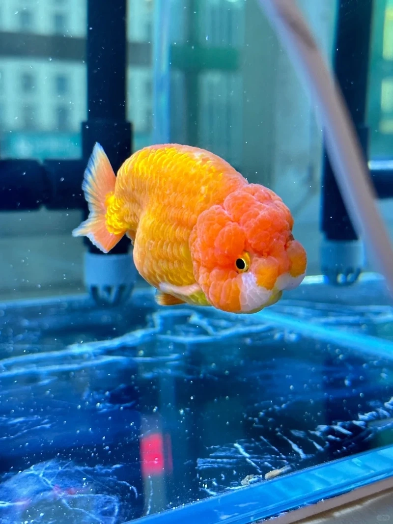 Săn cá Vàng Ranchu tuyển chọn chuẩn chất lượng