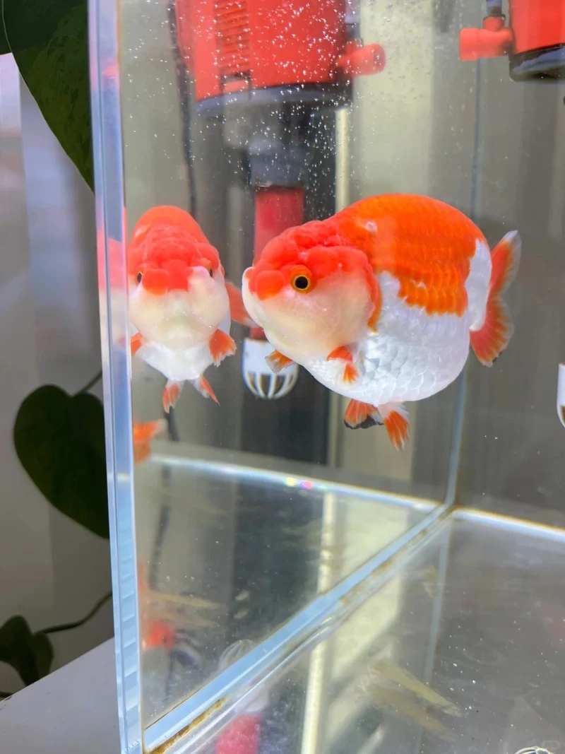 Trang trí cá Vàng Ranchu trưng bày phòng khách sang trọng