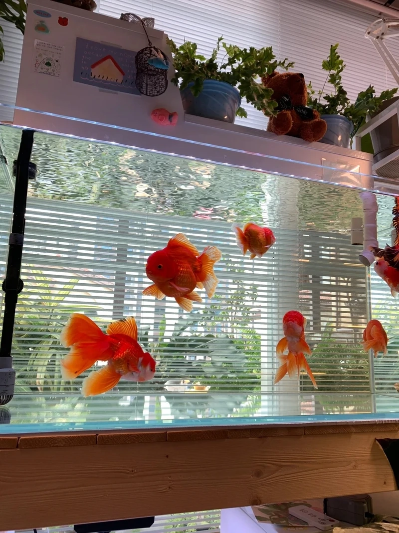 Ngắm cá Vàng Ranchu đẹp rực rỡ hồ mini