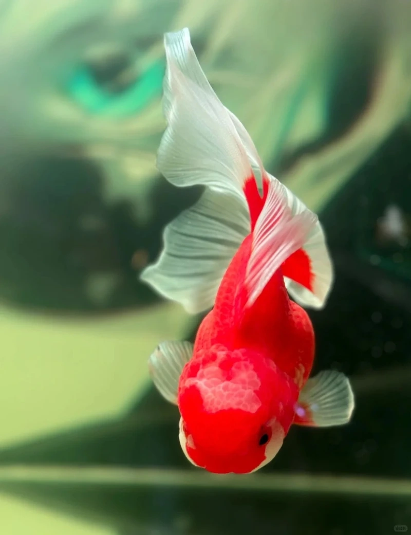 Ngắm cá Vàng Ranchu cá cảnh đẹp bơi uyển chuyển