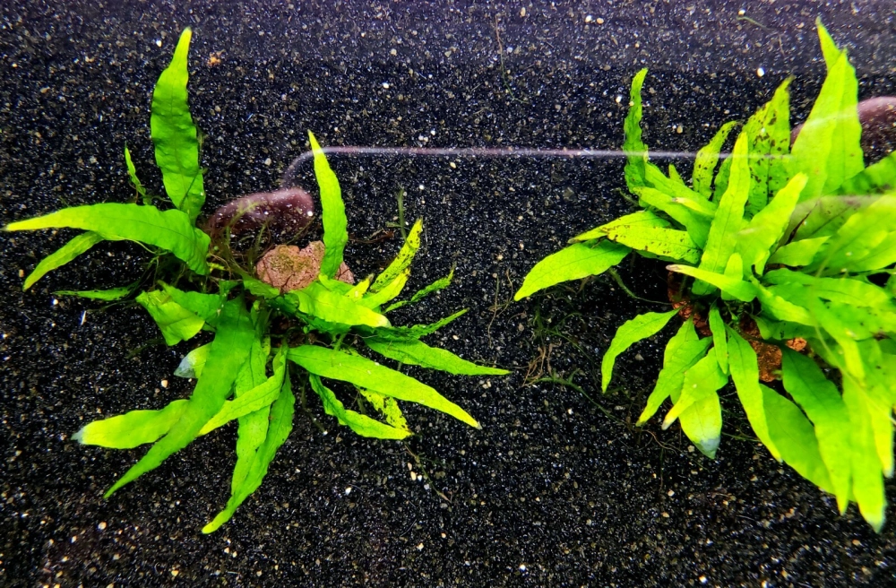 Mẫu bể cá tối giản với cát nền màu đen và một nhành lũa