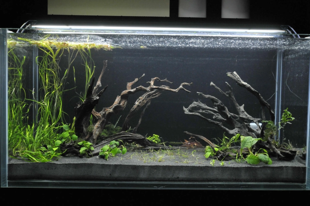 Đàn cá neon rực rỡ trên nền cát nền màu đen huyền bí