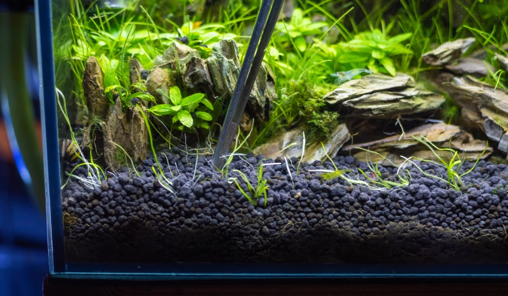 Cận cảnh hạt cát nền màu đen mịn màng dưới đáy hồ