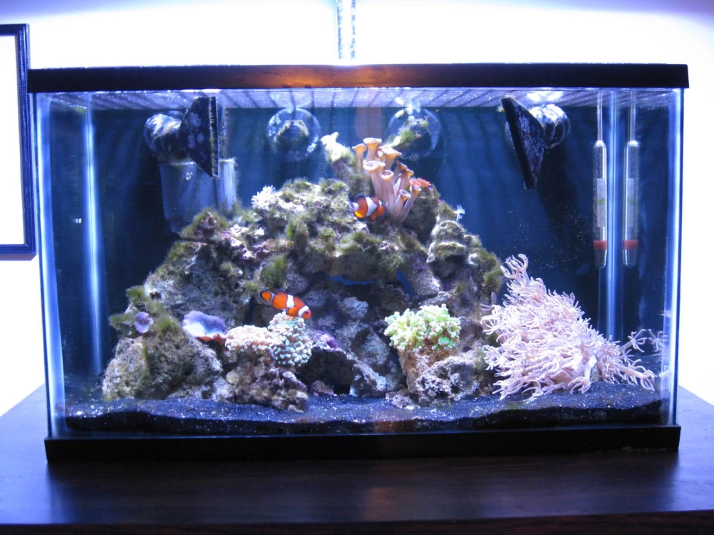 Cá vàng Lan Thọ bơi lội trên nền cát nền màu đen sạch sẽ