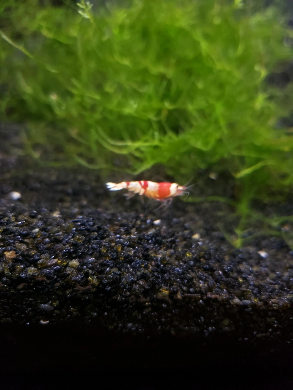 Cát nền màu đen trong bố cục hồ biotop hoang dã